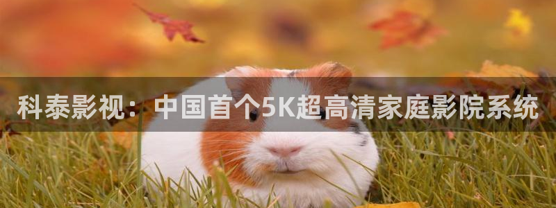 人人视频下载